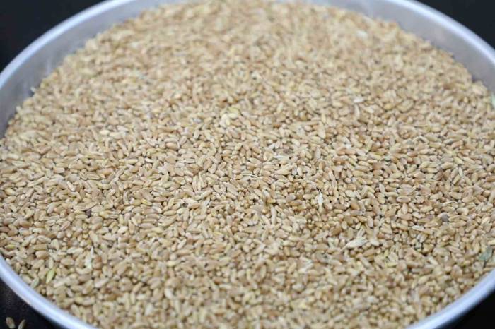 Hasat Sezonunun İlk Mahsul Buğdayı Gtb’de İşlem Gördü