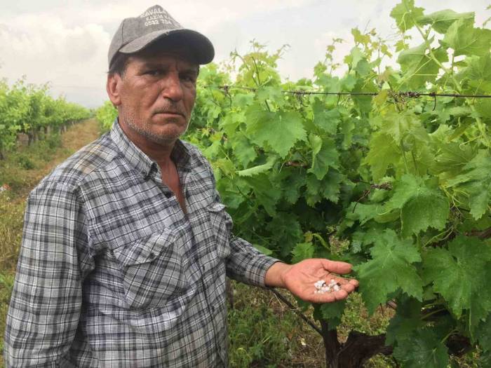 Alaşehir’de Etkili Olan Dolu Üzüm Bağlarına Zarar Verdi