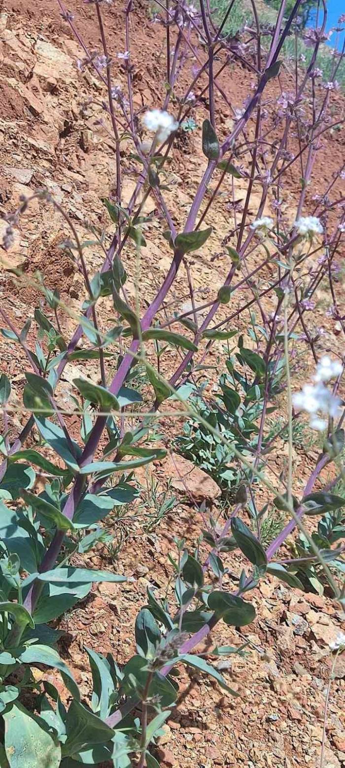 Elazığ’da Düğmeli Çöven Bitkisi İzleme Çalışması Yapıldı