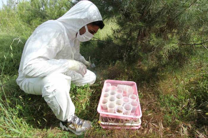 İzmir Aliağa’da ‘terminatör’ Böcekler Doğaya Salındı