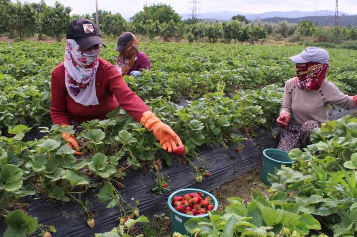 Meşhur Emiralem Çileklerinde Hasat Zamanı