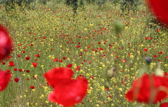 Gelincikler Doğayı Süsledi