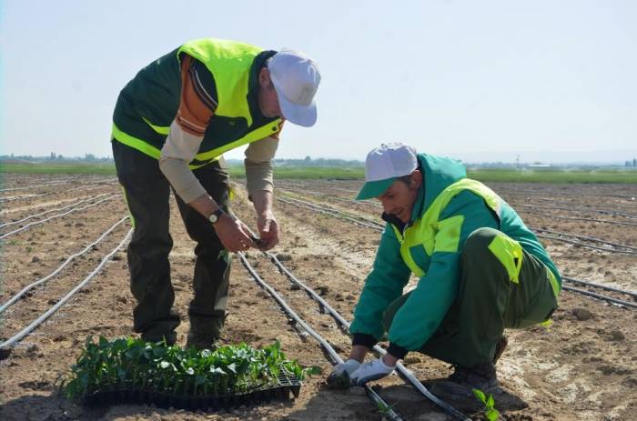Ereğli Adabağ’da Yılın İlk Fide Ekimi Gerçekleştirildi