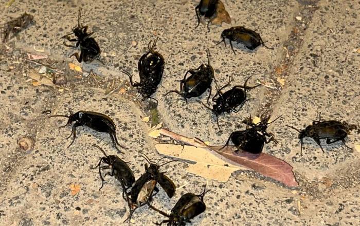 Suriye Sınırındaki İlçeyi Böcekler İstila Etti