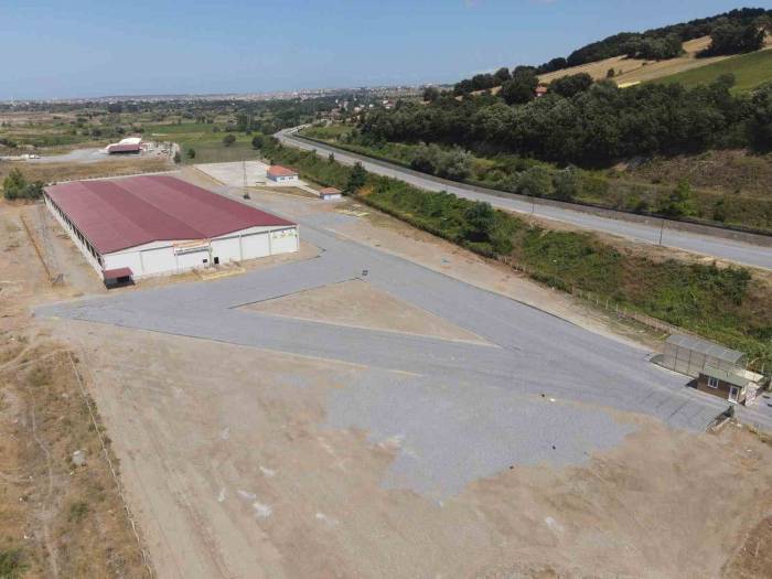 Bafra Canlı Hayvan Pazarı Yeniden Açıldı