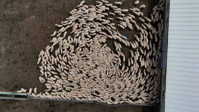 Yüzlerce Süt Kuzusu, Anneleriyle Buluştu