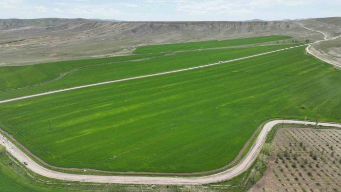 Yağışlarla Birlikte Bozkırda Umutlar Yeşerdi