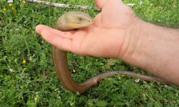 Zararsız Olduğunu İspatlamak İçin Eliyle Dadikalarca Sevdi