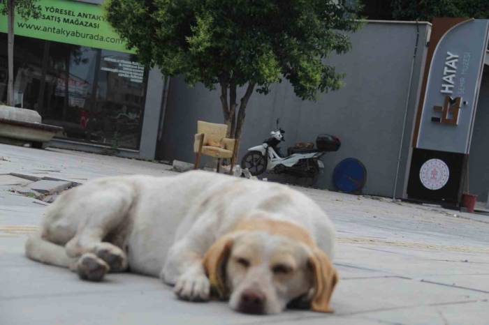 Hatay’da Yaklaşık 10 Bin Depremzede ’can Dost’ Mama Desteği Bekliyor