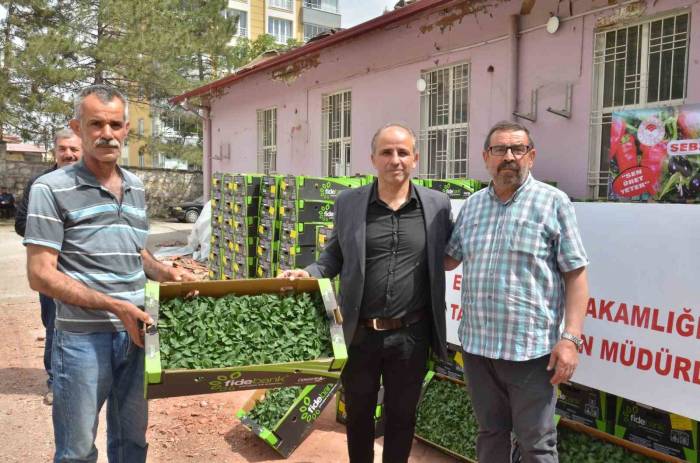 Depremzede Üreticilere 206 Bin Sebze Fidesi Dağıtıldı