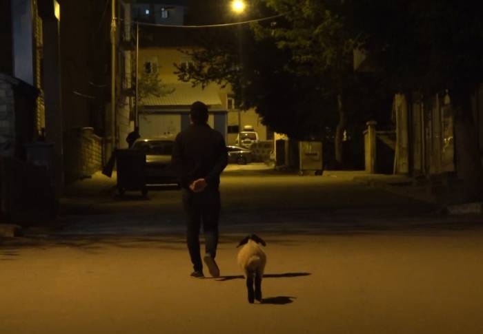 Muş’ta Bebek Gibi Bakılan Kuzu Sahibinin Peşinde Çarşı Pazar Geziyor