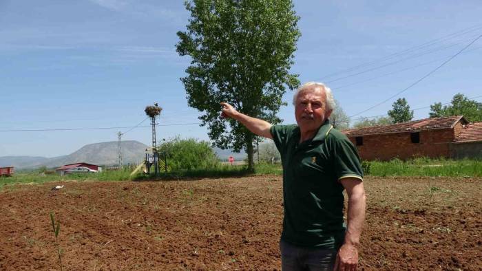 Bu Köy 40 Yıllık Misafir Leylekleriyle Dikkat Çekiyor