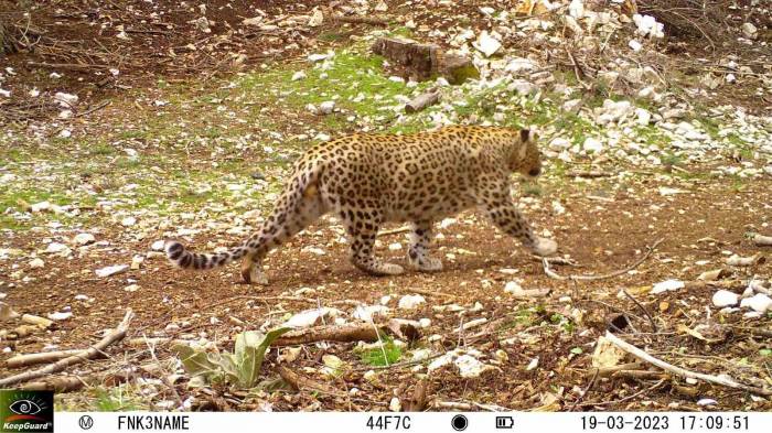 Nesli Tükendiği Düşünülen Anadolu Parsı 18 İlde Aranacak