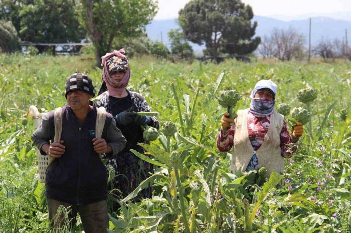 Aydın’da Enginar Hasadında Sona Yaklaşıldı