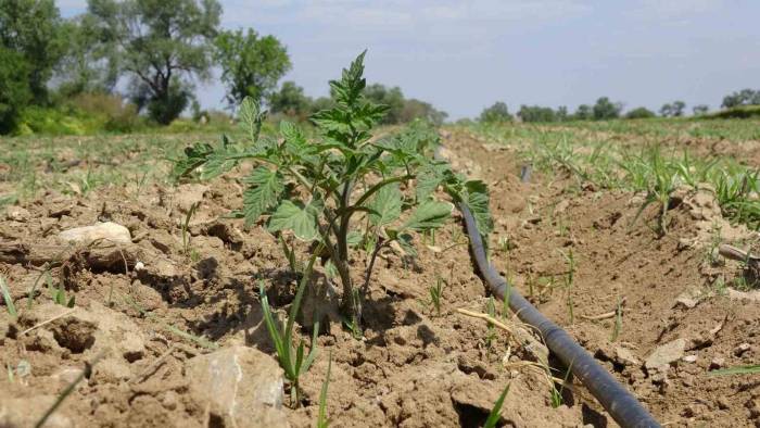 Meşhur Çanakkale Domates Fideleri Toprakla Buluştu