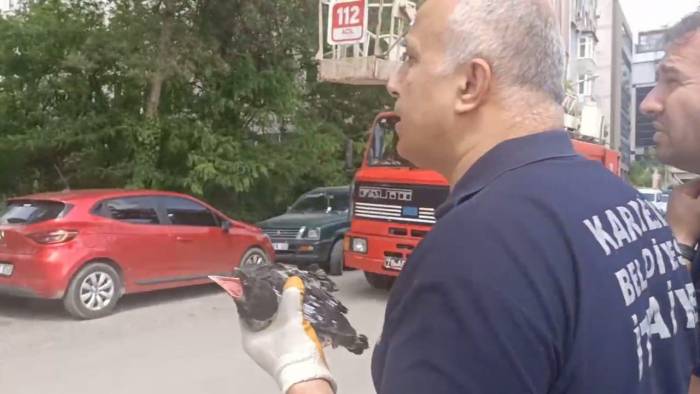 Yuvadan Düşen Karga Yavrusu İtfaiye Ekipleri Tarafından Yuvasına Konuldu
