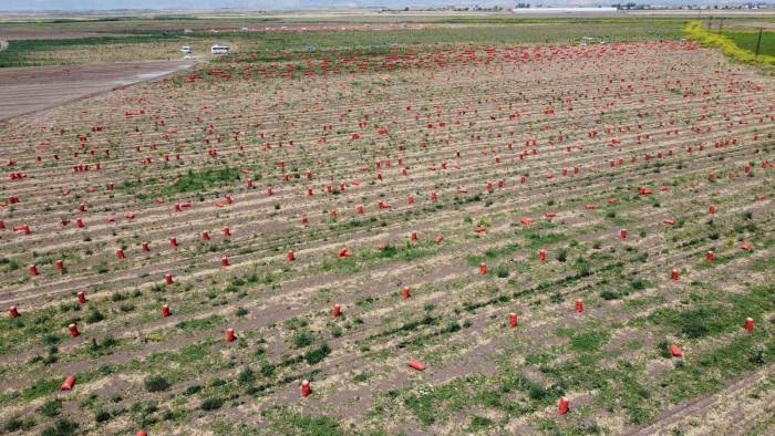 Soğanın Tarlada Fiyatı 4 Liraya Kadar İndi