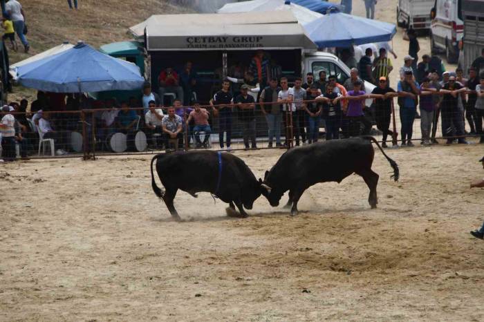 İlki Yapılan Avşar Boğa Güreşleri, Depremzedeler Yararına Gerçekleşti