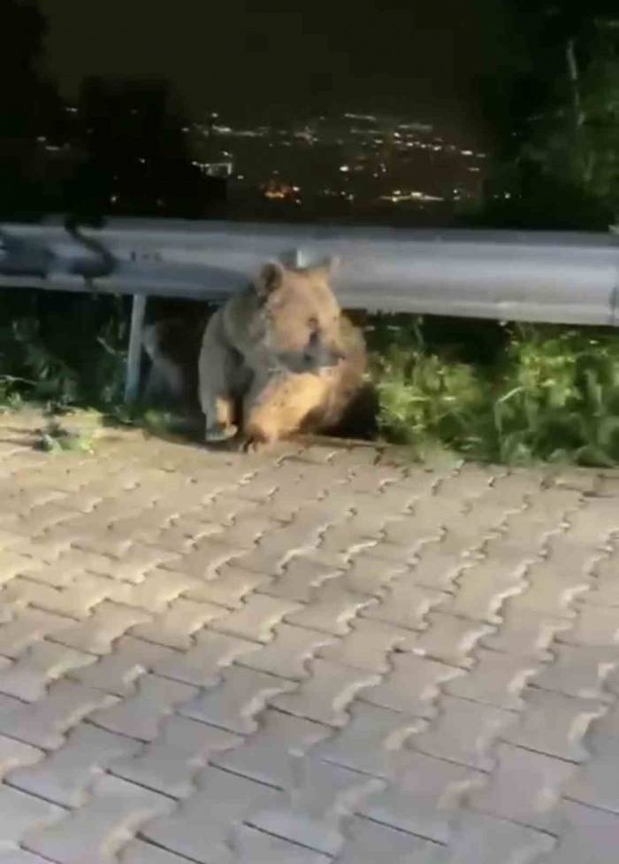Bursa’da Yabani Hayvanlar Şehir Merkezinde