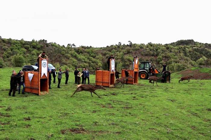 Çorum’da 4 Kızıl Geyik Doğaya Salındı