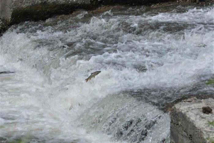 Kars’ta Balıkların Ölüm Göçü Sürüyor