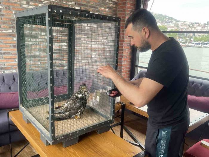 Denizde Buldukları Yırtıcı Kuşu Isıtıp Bonfile İle Besledikten Sonra Doğaya Bıraktılar