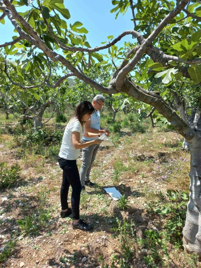 Didim’de Zararlı Sinek Tuzakları Kontrol Edildi