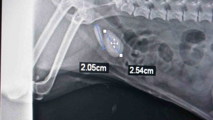 Evcil Hayvanınızda Bu Şikayetler Varsa Dikkat, Ölümle Sonuçlanabilir