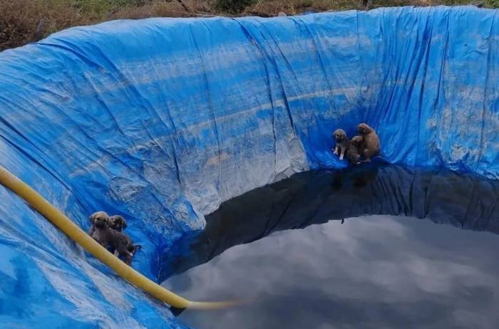 Havuza Düşen Yavru Köpekleri, Aydın İtfaiyesi Kurtardı