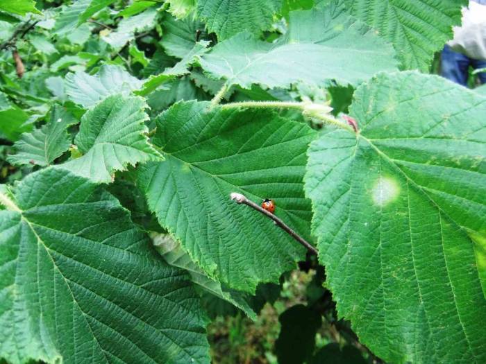 Fındık Kurdu Ve Küllenme Hastalığı İle Mücadele Zamanı