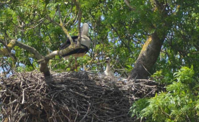 900 Leylek Yuvasına Ev Sahipliği Yapıyor