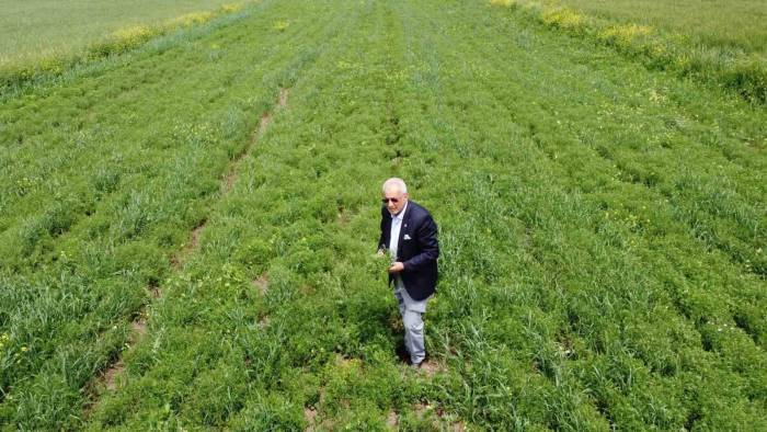 Siirtli Çiftçiler Hububatta Rekor Düzeyde Ürün Bekliyor