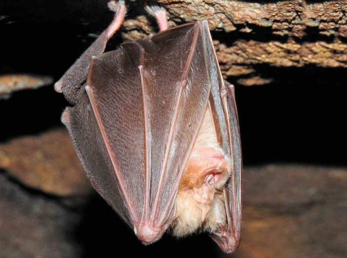 Biyokaçakçılıkla Mücadelede 17 Yılda 5,6 Milyon Lira İdari Para Cezası Uygulandı