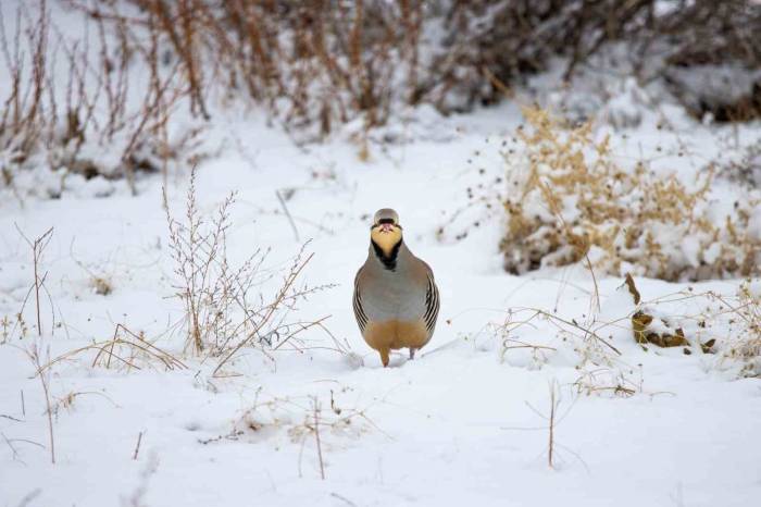 Türkiye’de Yaşayan 500 Türden 350’sini Görüntülemeyi Başardı