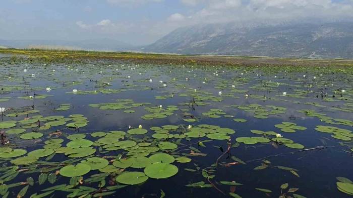 Nilüfer Tarlası Doğaseverlerle Buluşmak İçin Gün Sayıyor