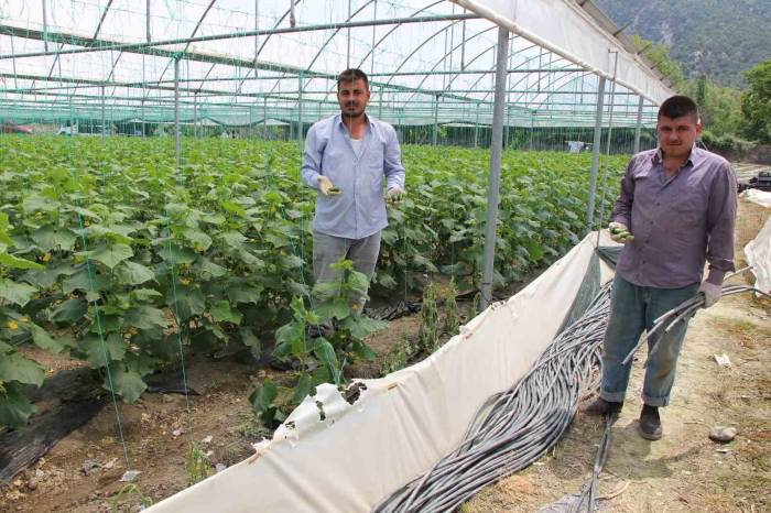 Yırtıcı Hayvanlar Seralarda Hasara Yol Açtı, Köylüler Yardım İstedi