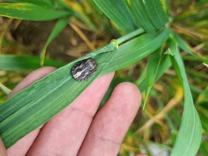Buğdayların Düşmanı Süneye Karşı Mücadele Başlatıldı