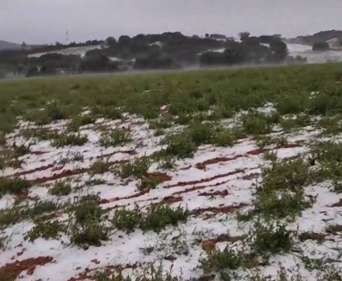Dolu Yağışı Üzüm Bağlarını Vurdu
