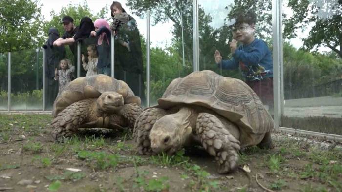 Zoopark’taki Kaplumbağalara Dünya Kaplumbağa Günü’nde Ziyafet