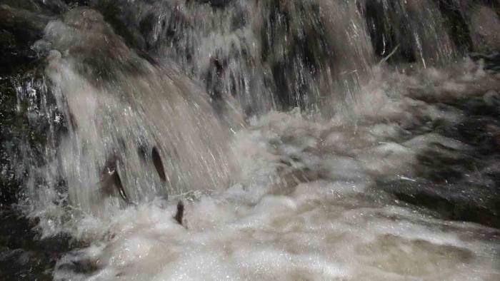 Uçan Balıkların Zorlu Gece Yolculuğu