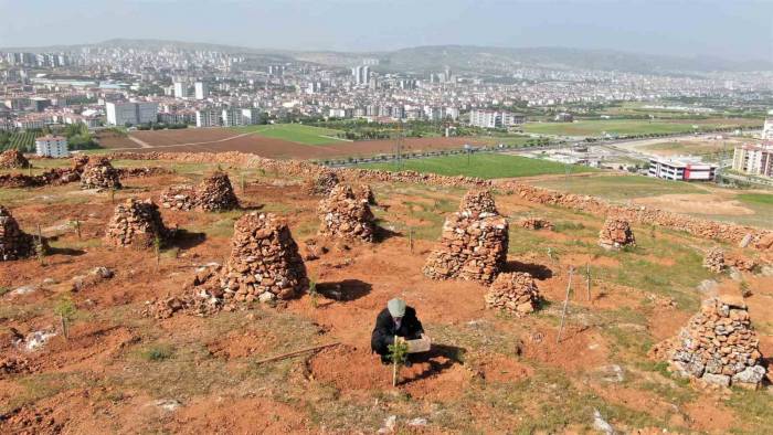 77’lik İsmail Dede, 300 Ton Taş Topladığı Dağlık Araziyi Ağaçlarla Kapladı