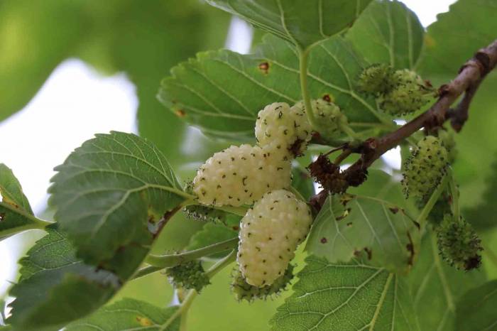 Ayvalı’da Dutlara Göz Düştü