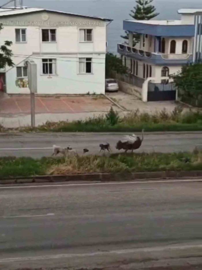 Dikkat: Trafikte Deve Kuşu Var