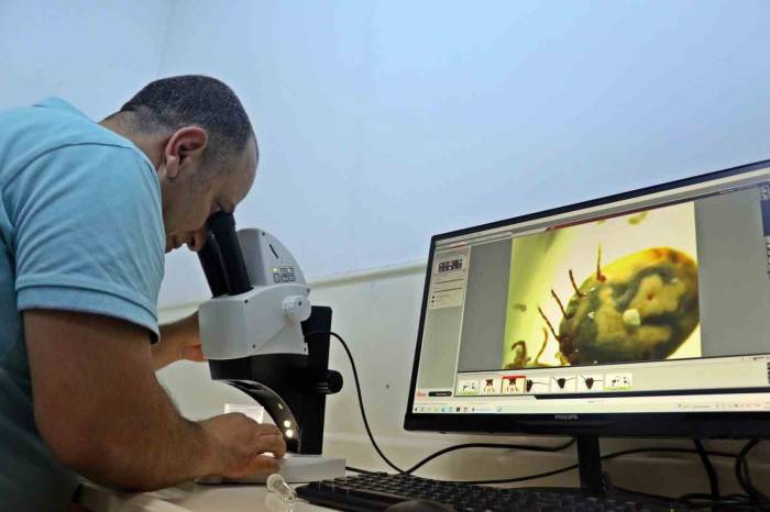 Bir Defada Binlerce Yumurta Bırakıyor, Hayvan Ve İnsanın Kanını Emerken Anestezi Uyguluyor