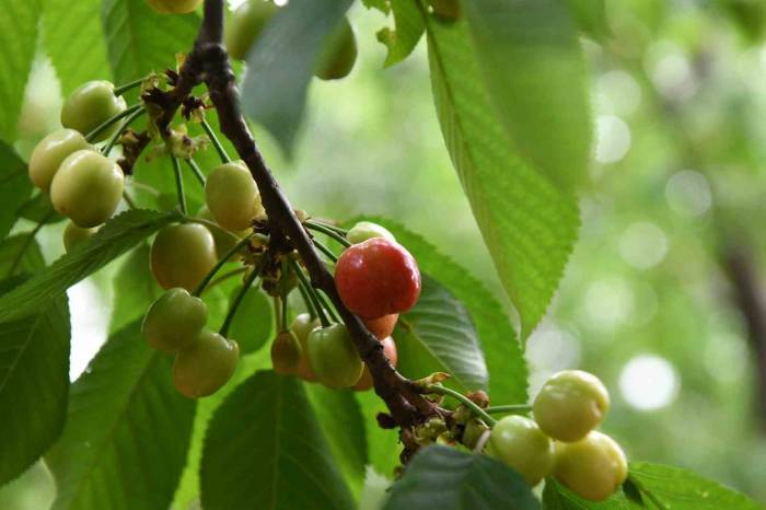 Lapseki Kirazına Sayılı Günler Kaldı