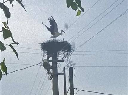 Vatandaşın Dikkati Leylekleri Kurtardı