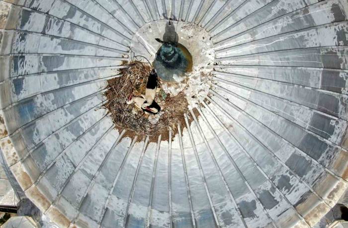 Göçmen Leylekler Yavrularına Yuva Olarak Yine Camiyi Seçti