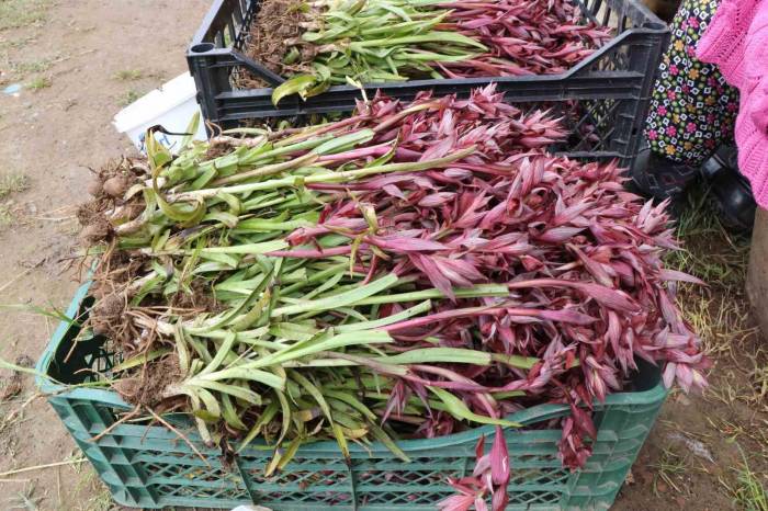 Topraktan Çıkan Altın: Kilosu 2 Bin Tl