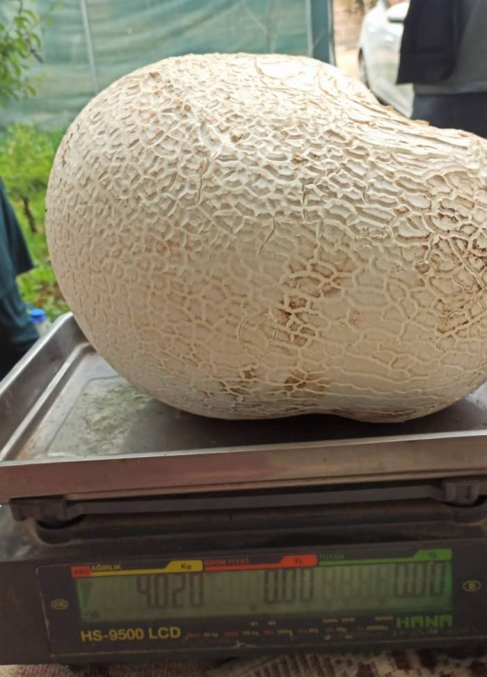 Dev Mantar Görenleri Hayrete Düşürdü