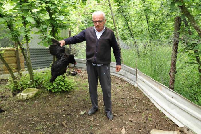 Tavuk Ve Horozları Başıboş Köpekler Tarafından Telef Edildi